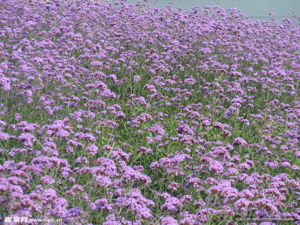 薰衣草