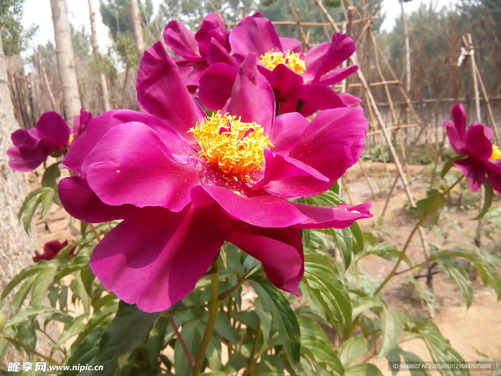 芍药花