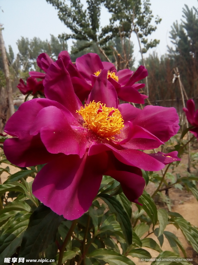 芍药花