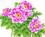 彩色牡丹花