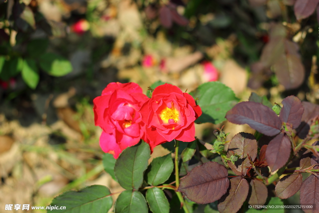 红色月季花
