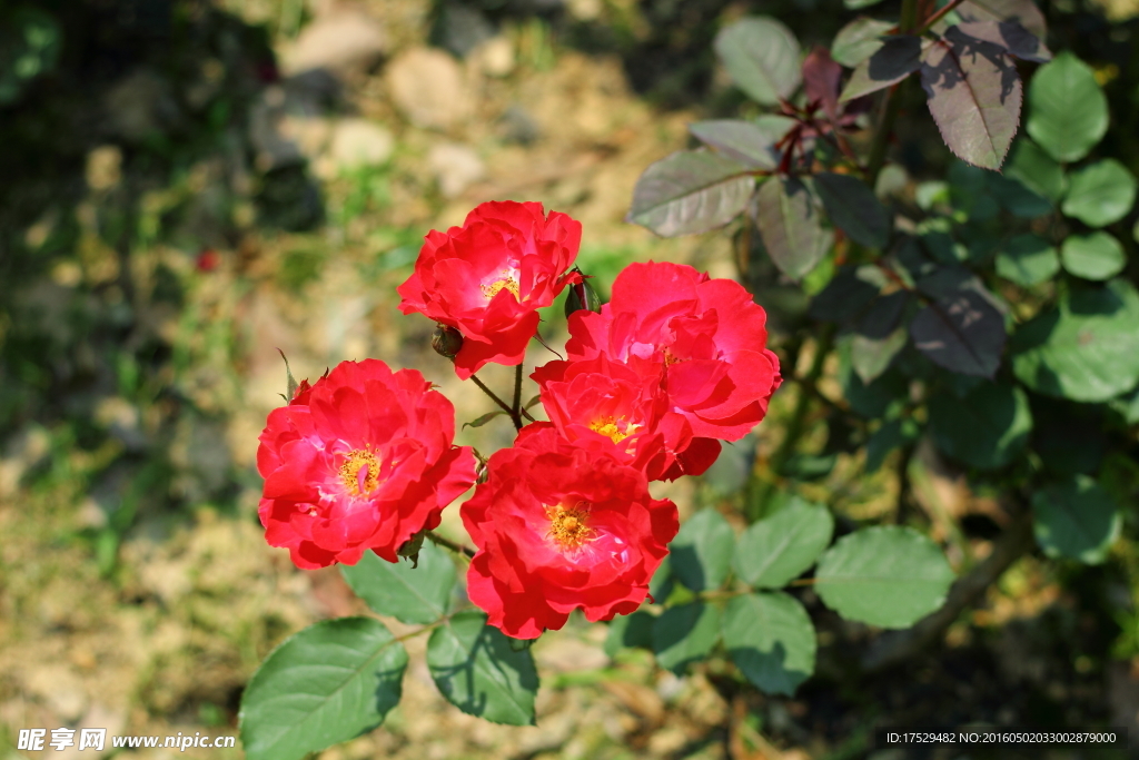 红色月季花