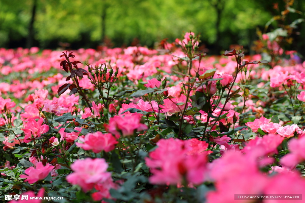 月季花花海