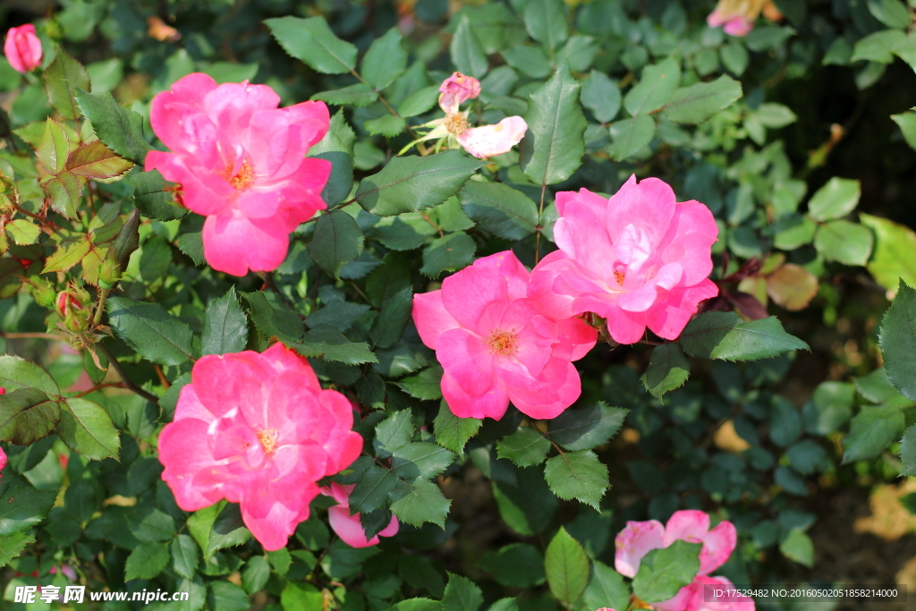 月季花