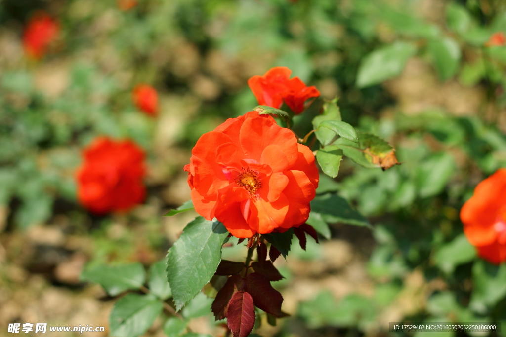 红色月季花