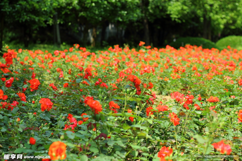 红色月季花花海