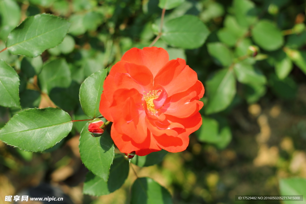 红色月季花