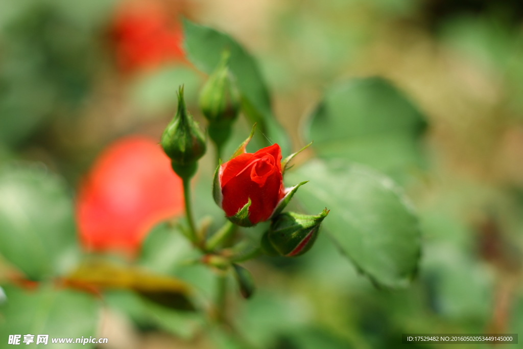 红色月季花花苞