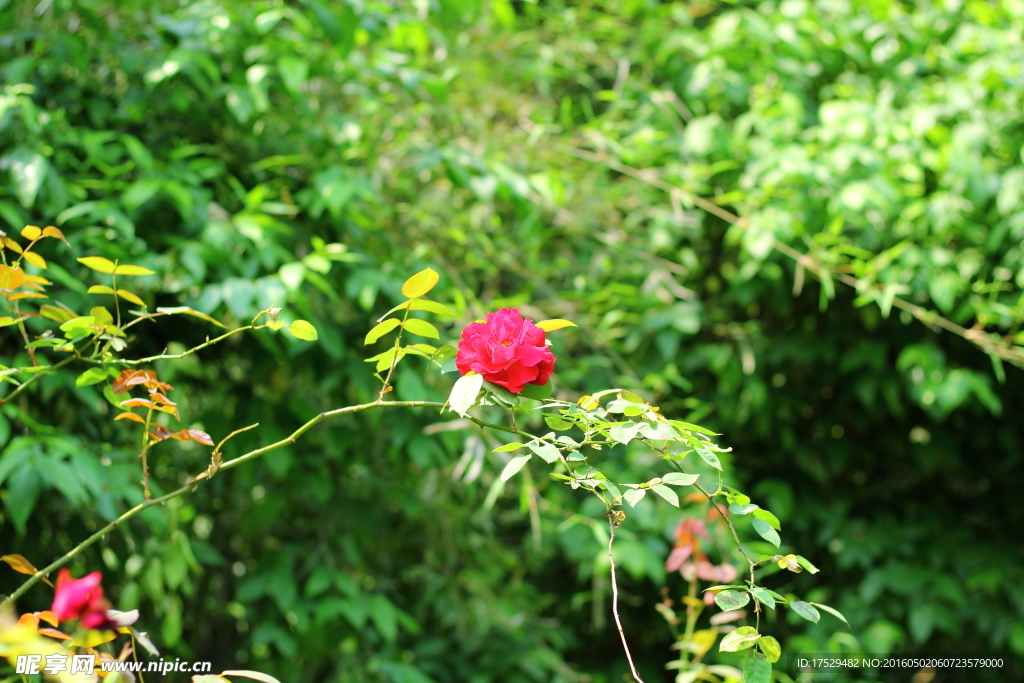 月季花