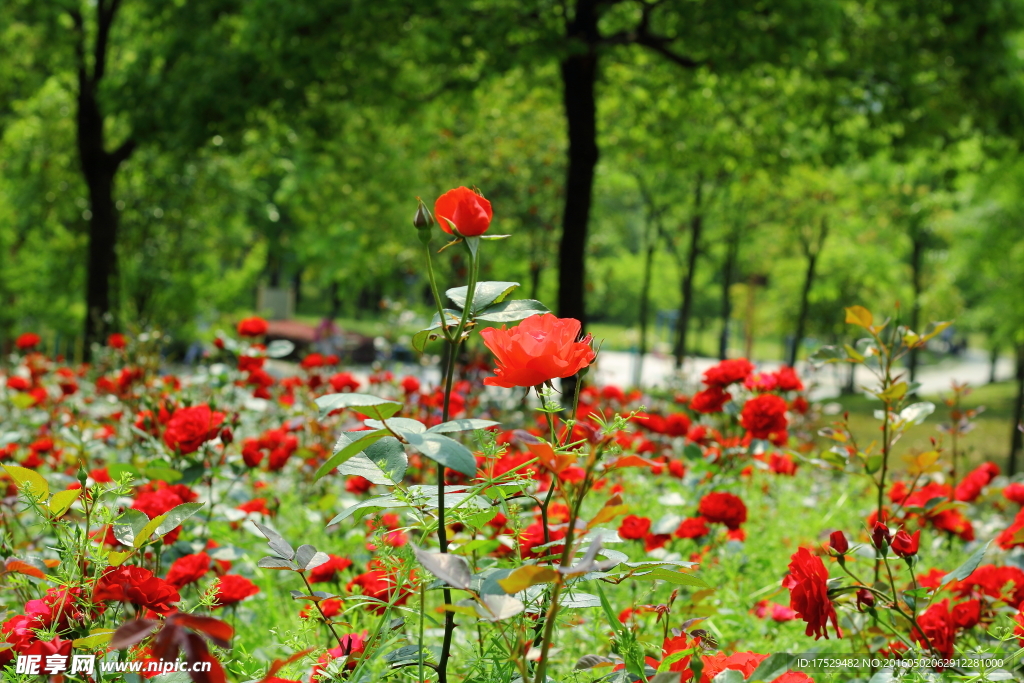 月季花