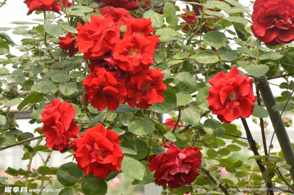 月季花