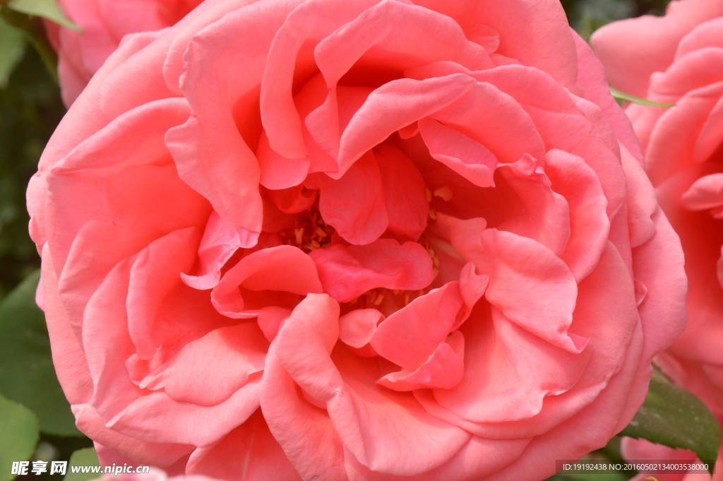 月季花