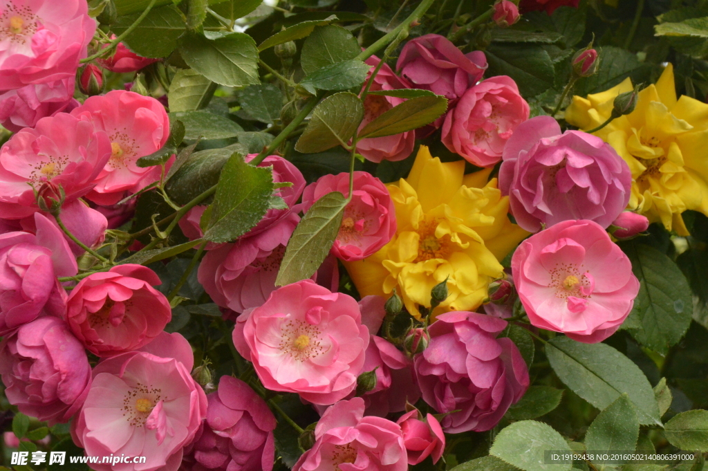 月季花