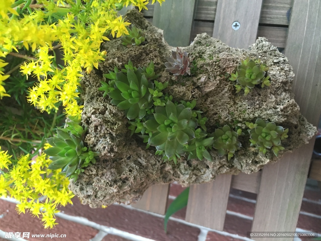 瓦松 多肉植物