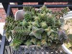 茜之塔 多肉植物