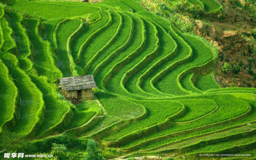 元阳梯田