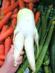 人形萝卜