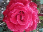 玫瑰花