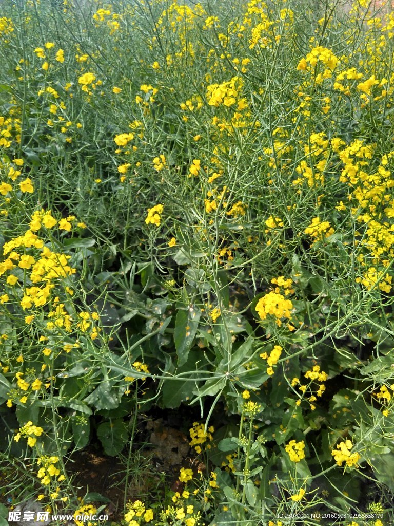 油菜花