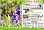 胡蜂防控与救治