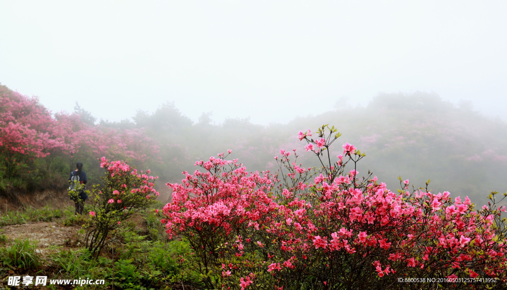 杜鹃花