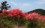 杜鹃花