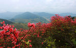 杜鹃花