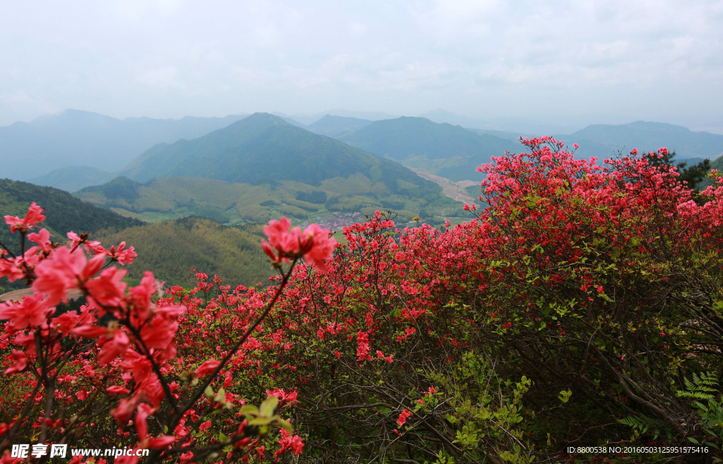 杜鹃花