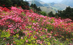 杜鹃花