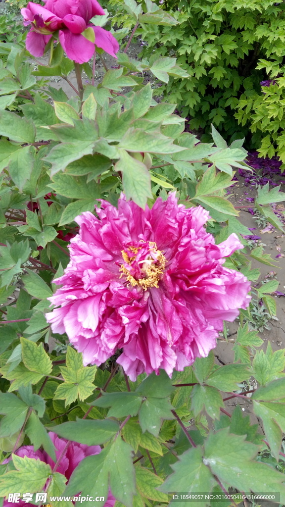 花开富贵之牡丹