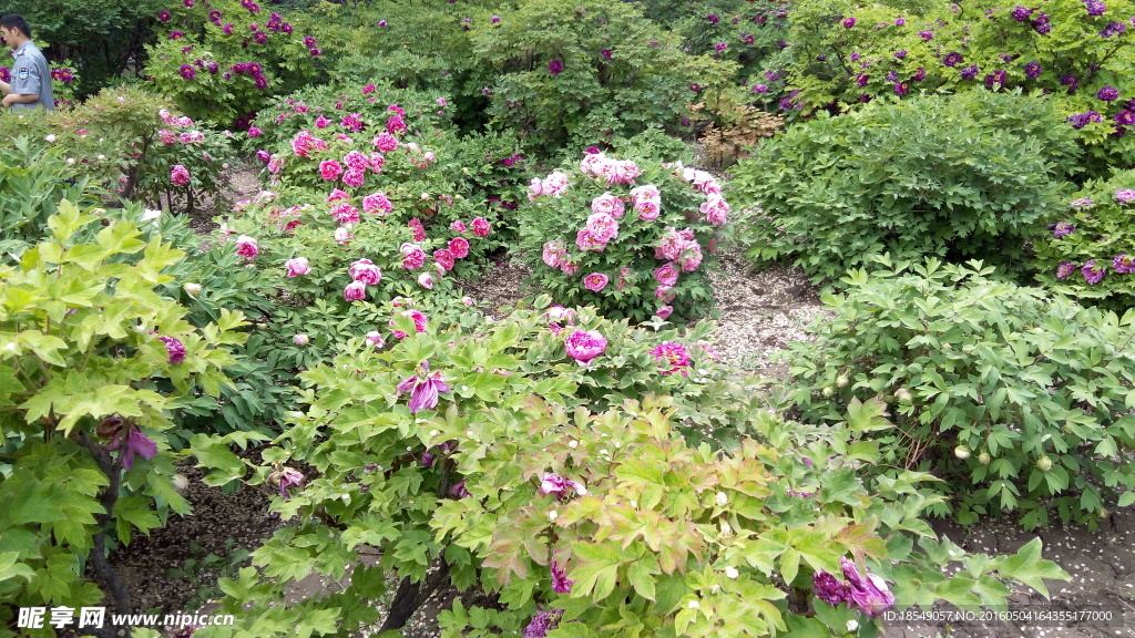 花开富贵之牡丹