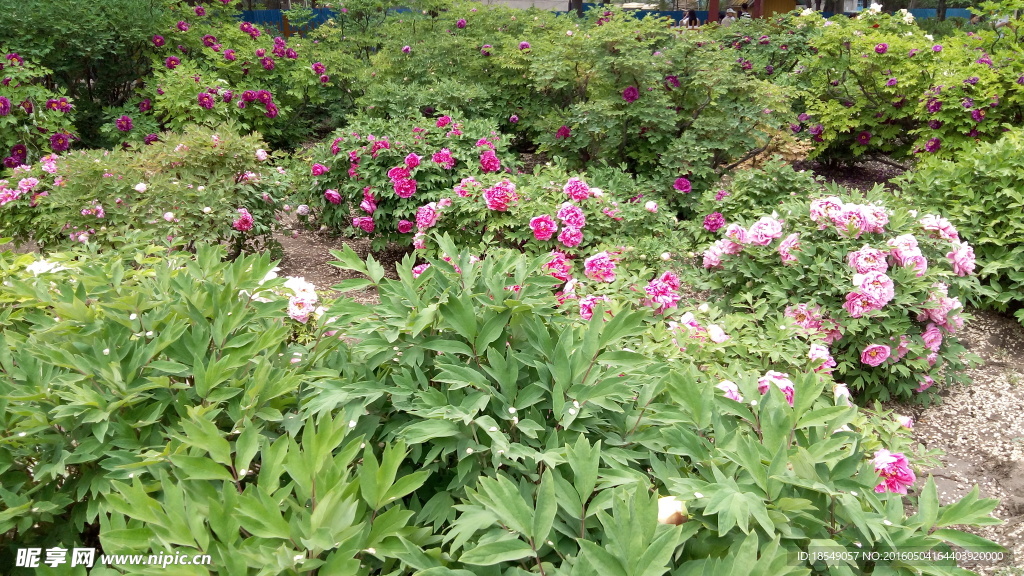 花开富贵之牡丹