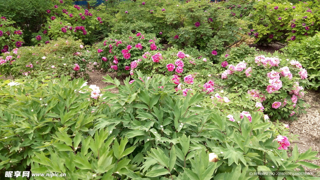 花开富贵之牡丹