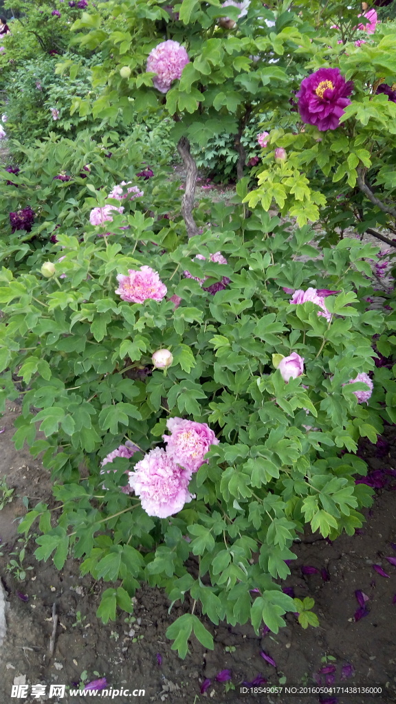 花开富贵之牡丹