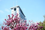 玉兰花