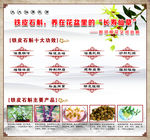 铁皮石斛