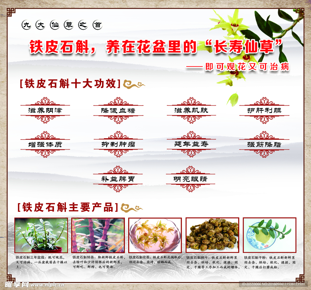铁皮石斛