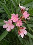 夹竹桃花