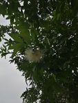 莲雾花 蒲桃花