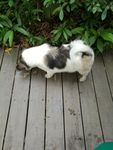 小狗