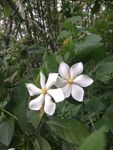 栀子花