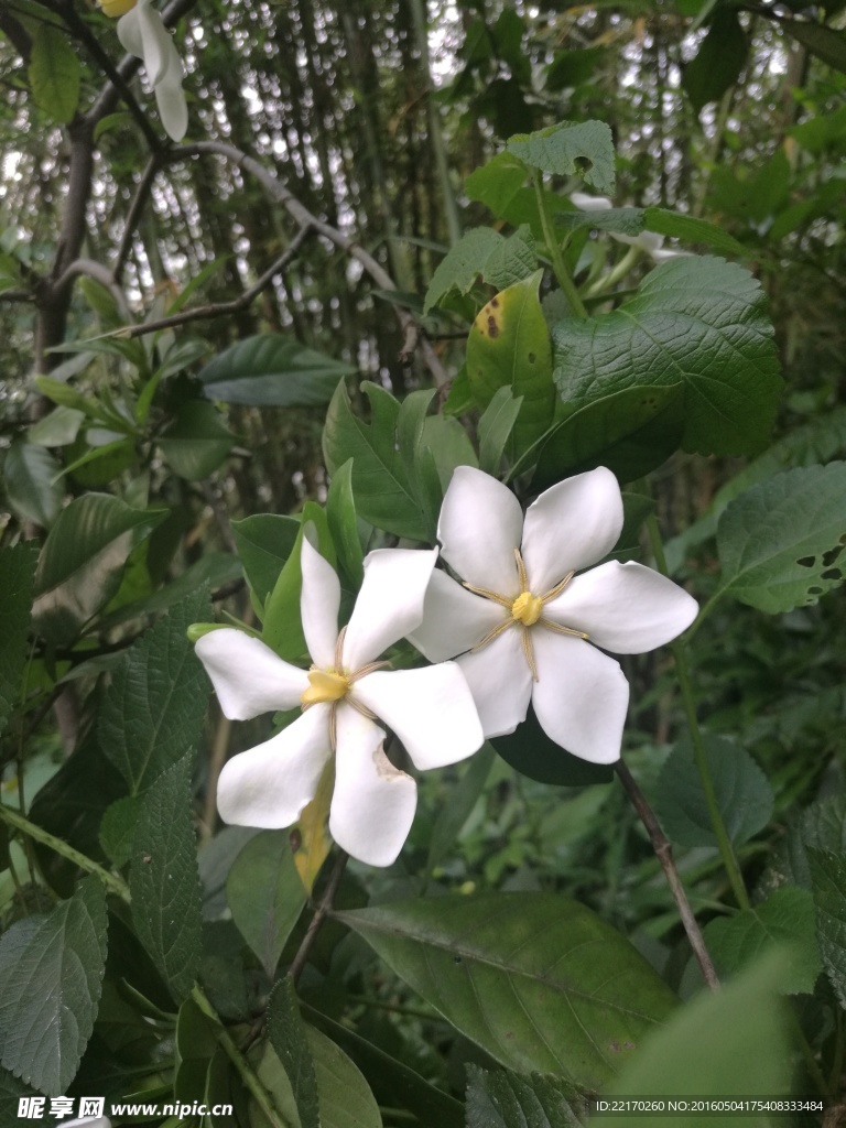 栀子花