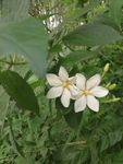 栀子花