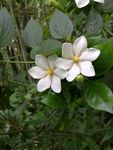 栀子花