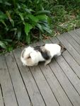 小狗