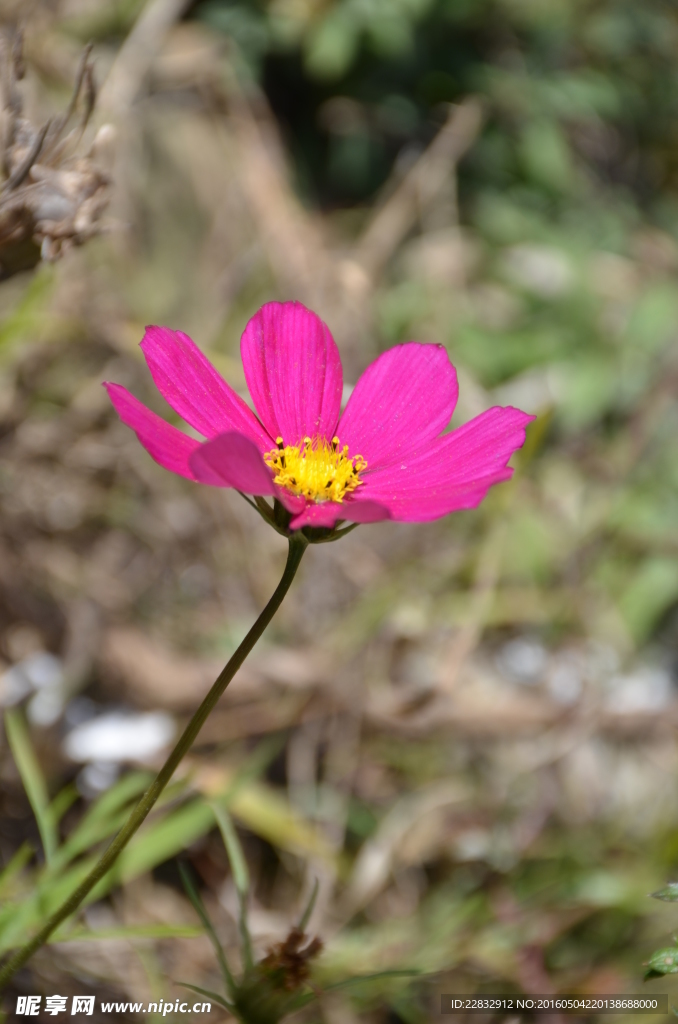 格桑花