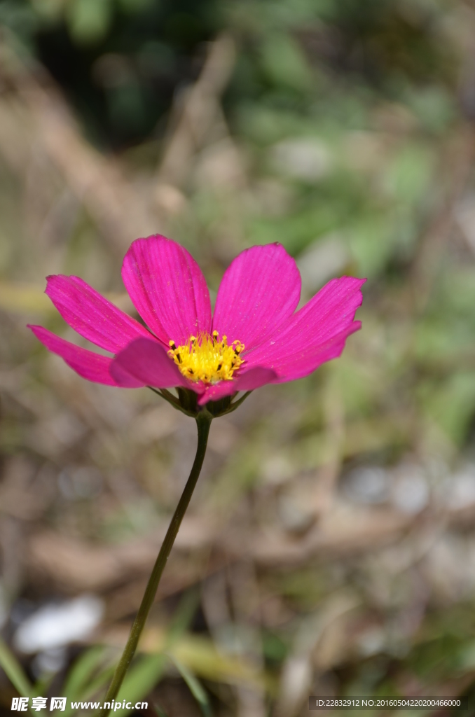 格桑花