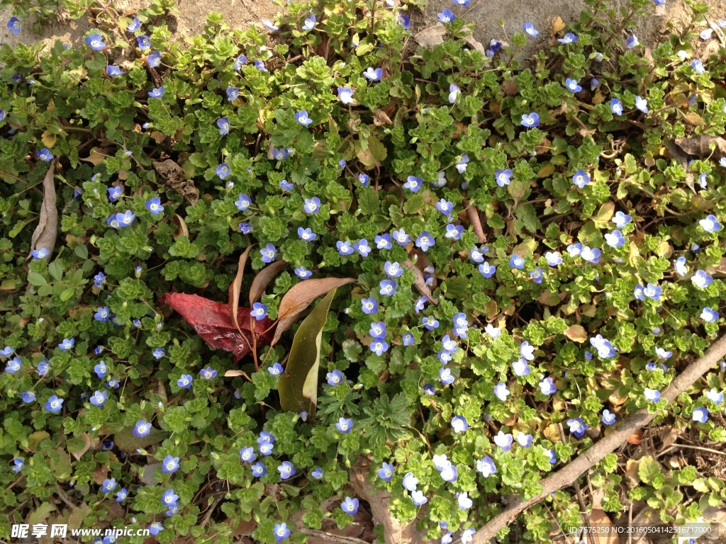 野花 山花 紫花