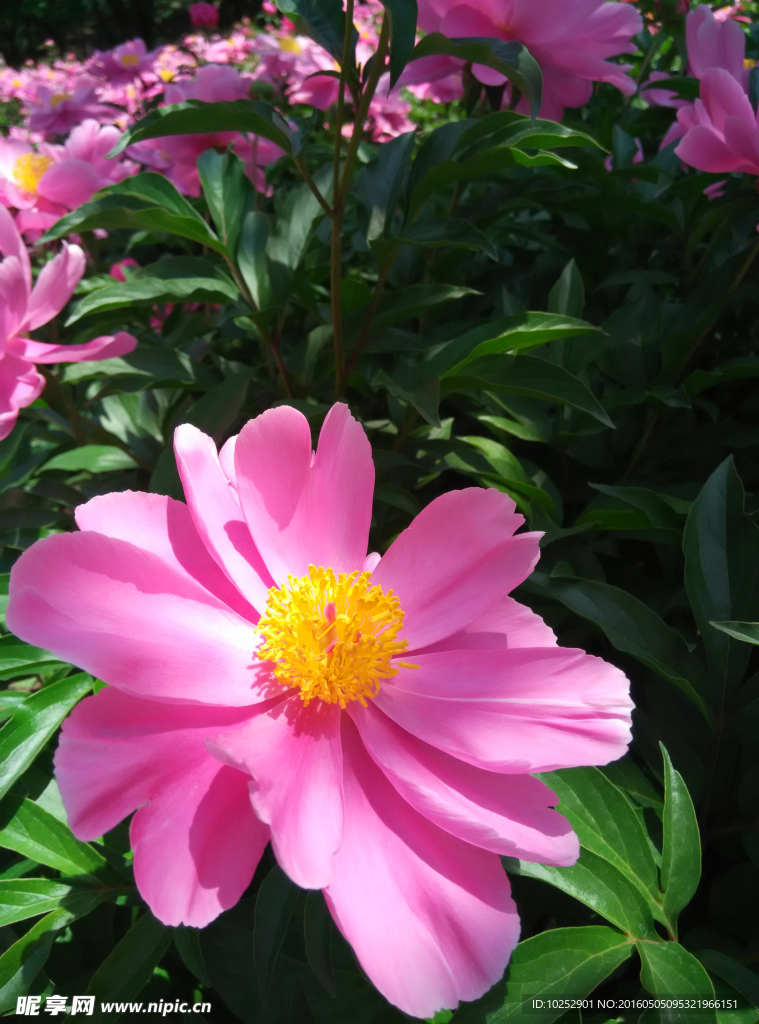 芍药