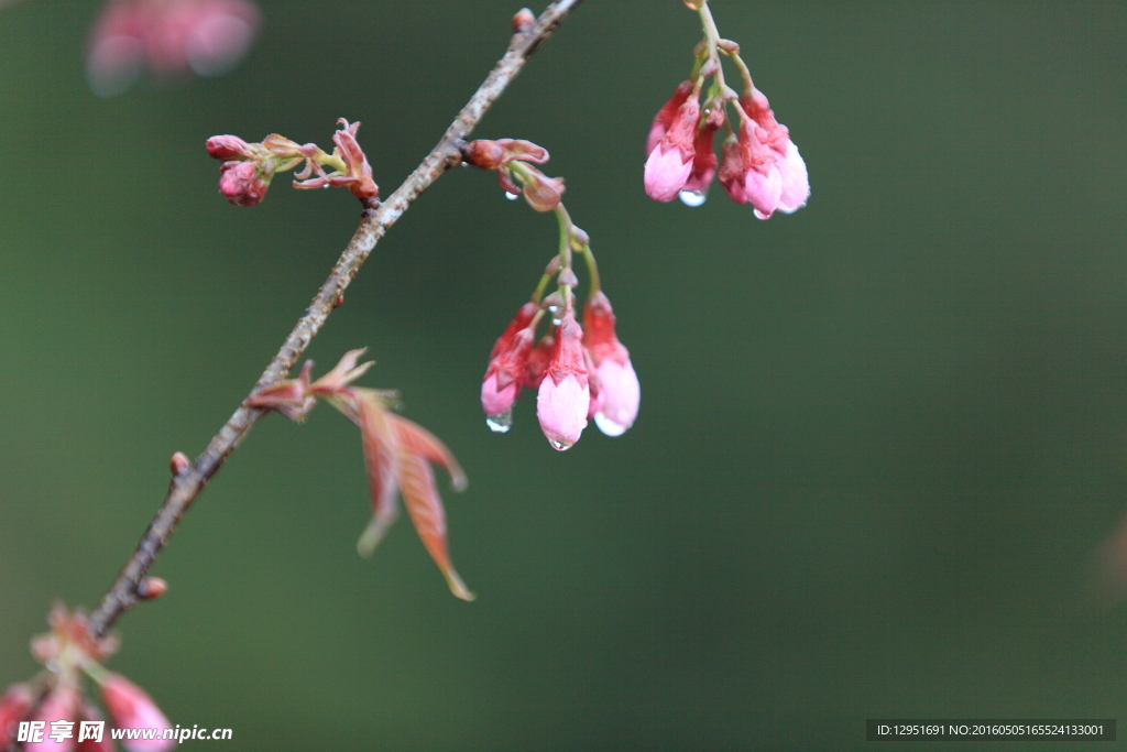 雨中花